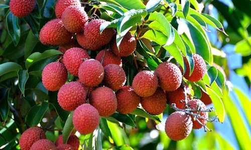 Les fruits au Vietnam